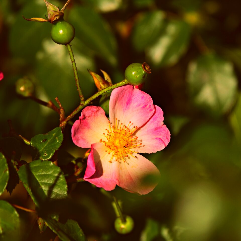 Bloom petal pistil