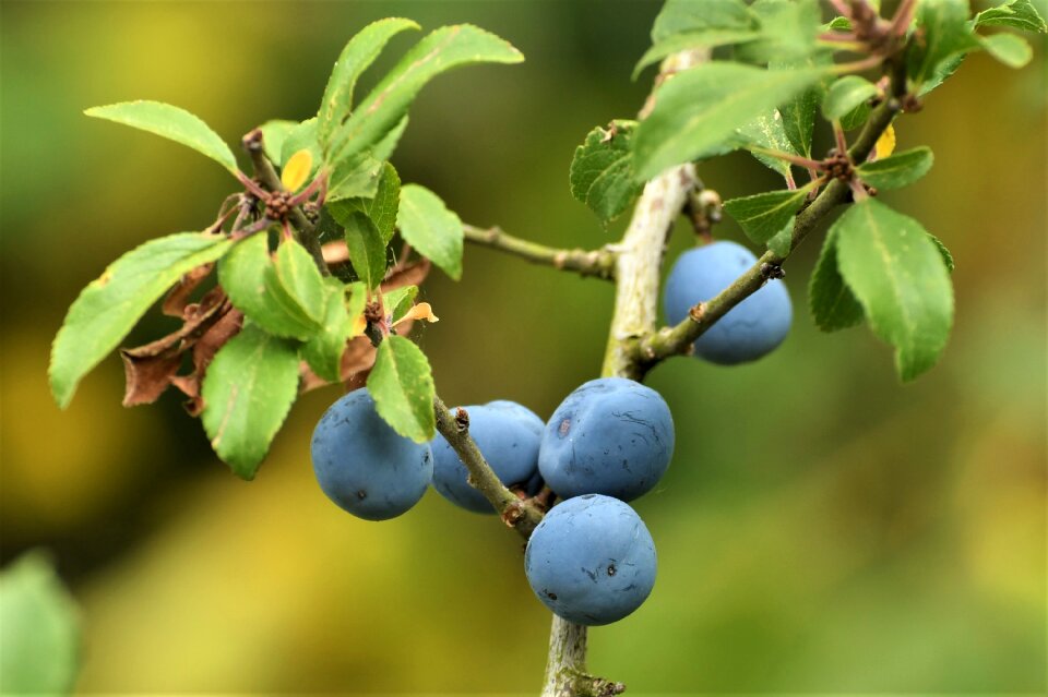 Steinobstgewaechs blackthorn fruit