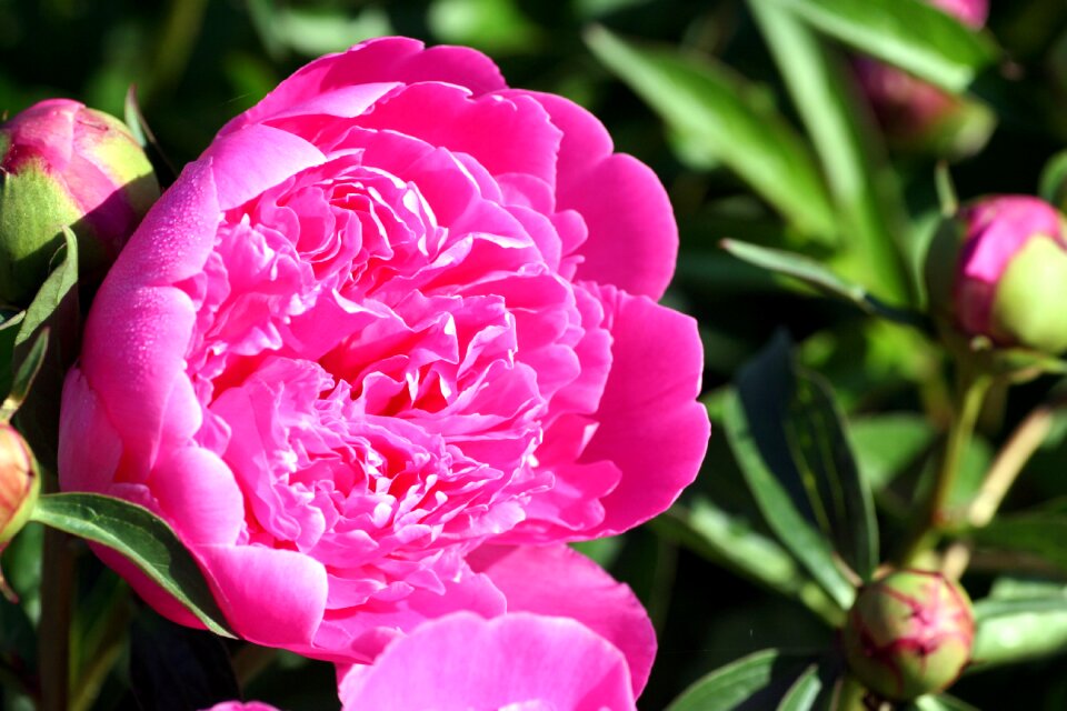 Garden flowering petals