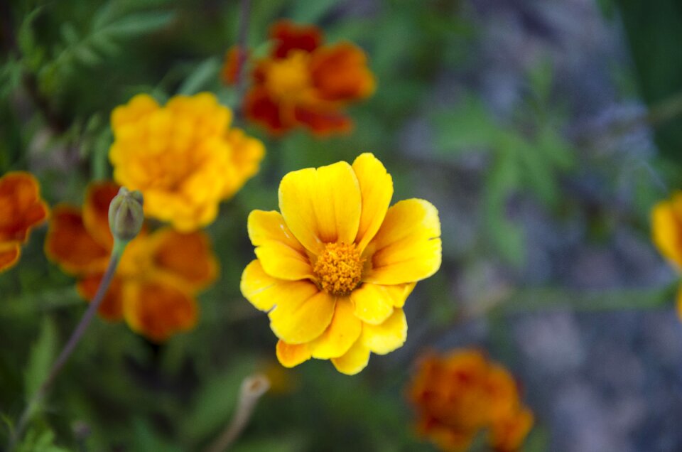 Flower summer garden