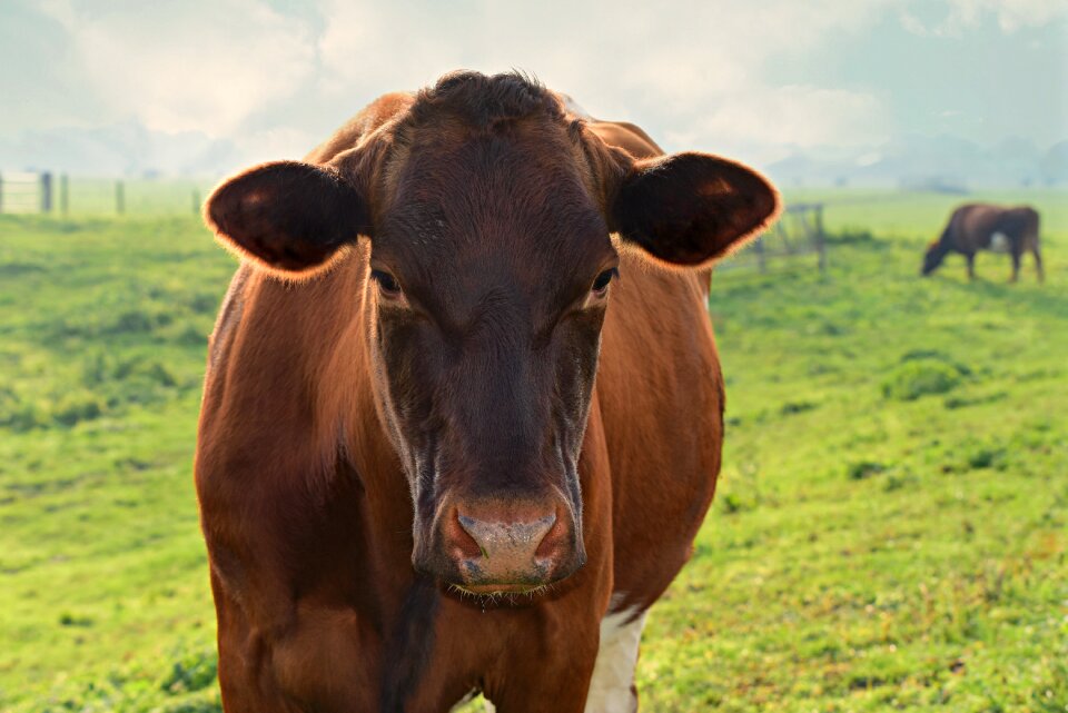 Mammal head ear photo