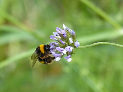 Borinot libar flower