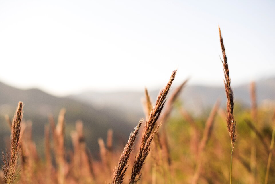 Blur background nature