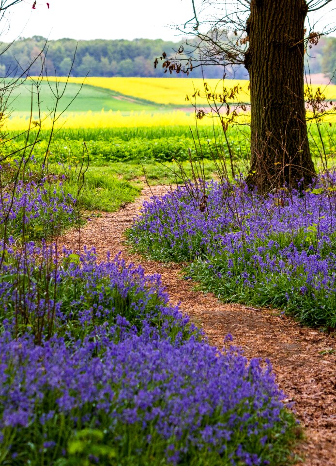 Plant tree spring