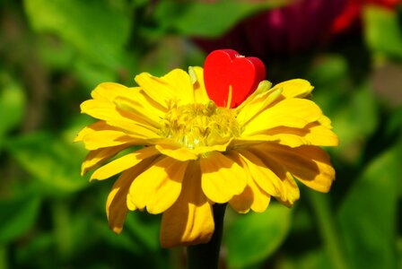 Beauty garden blooming