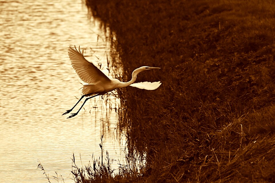 Taking to wing wings feathers