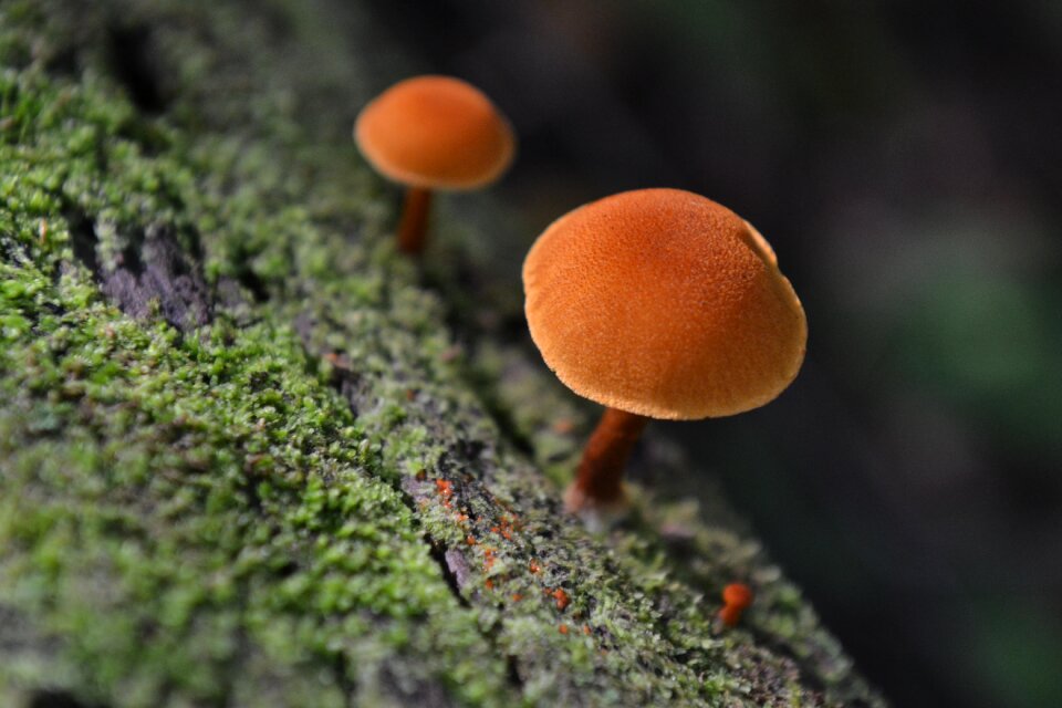 Inedible orange macro