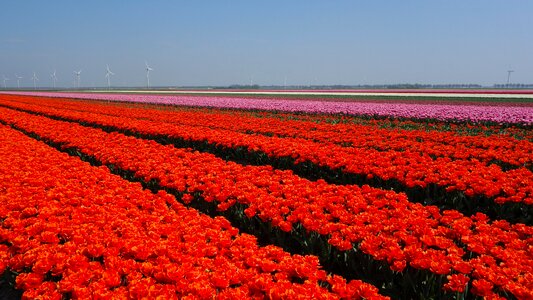 Spring bulb holland