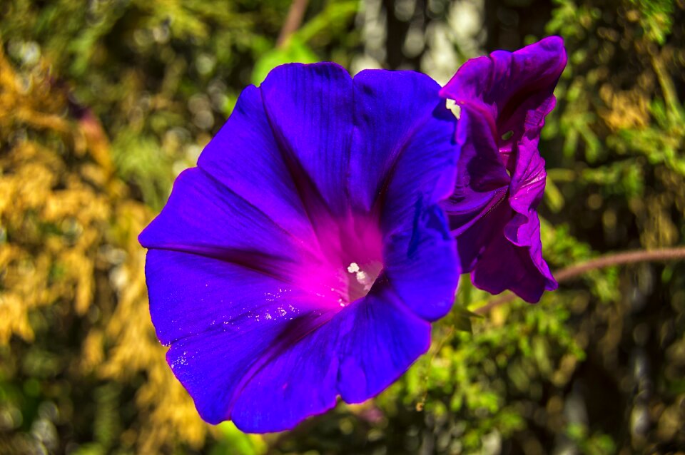 Purple violet flowering