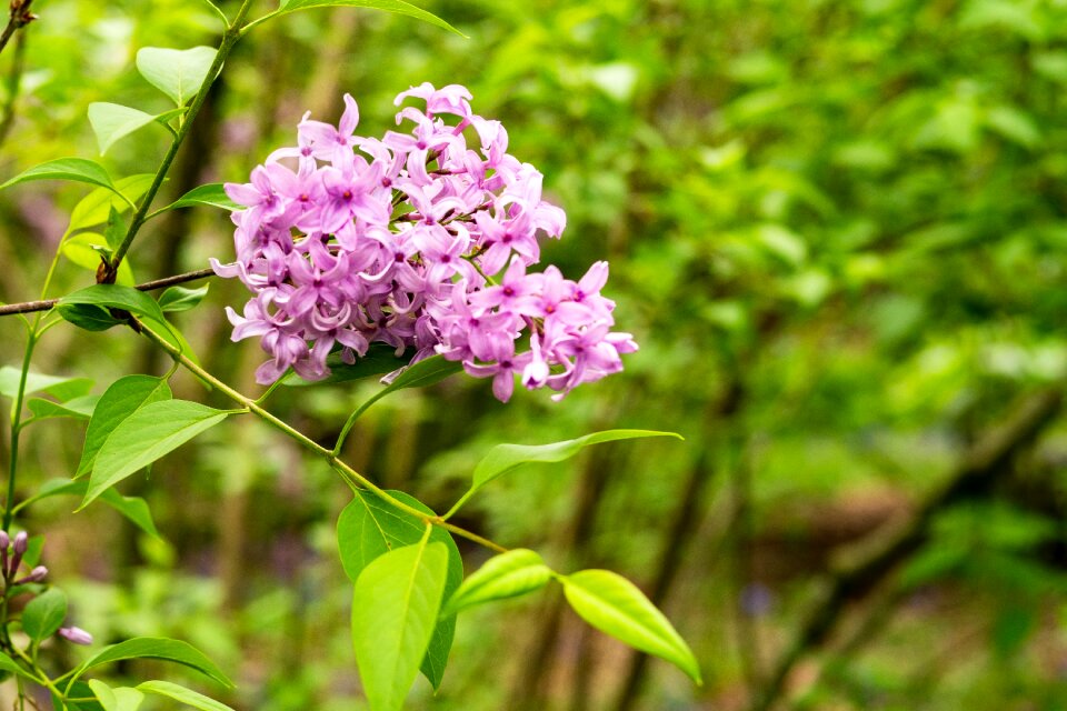 Flower spring garden