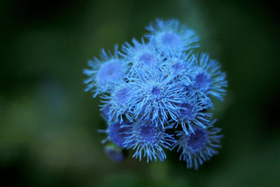 Flowers garden ageratum houstonianum