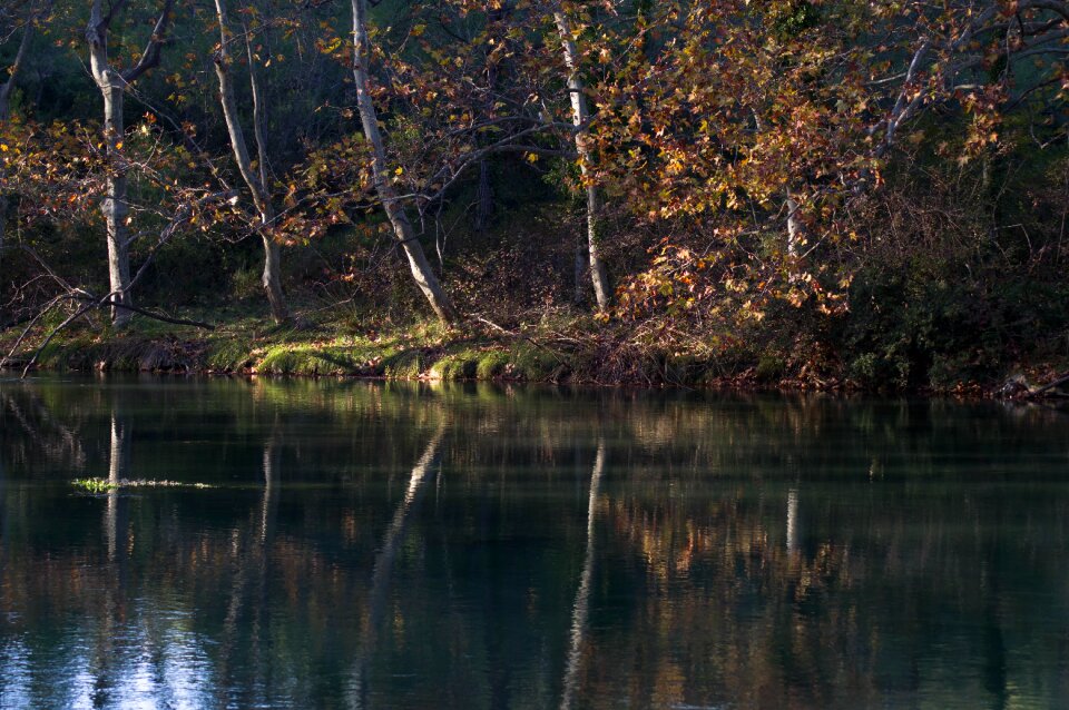 Trees reflections trunks