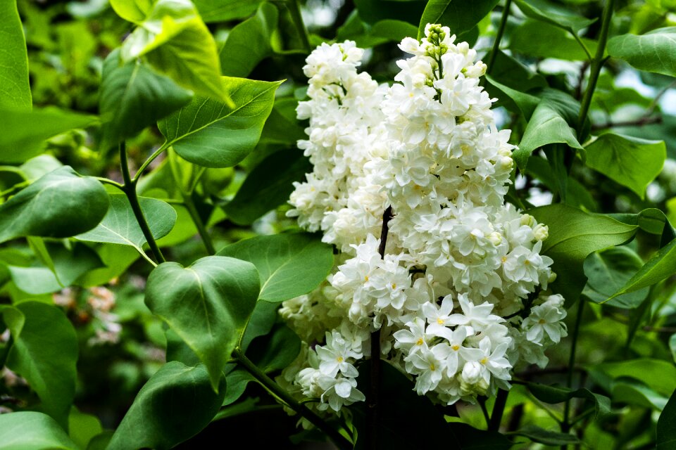 Flower spring garden