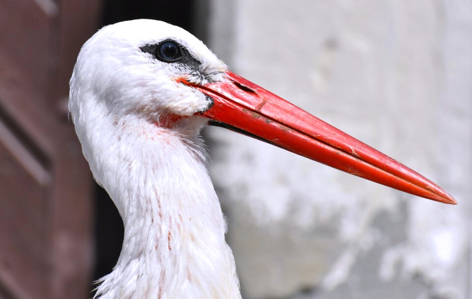 Plumage nature animals