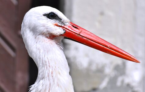 Plumage nature animals