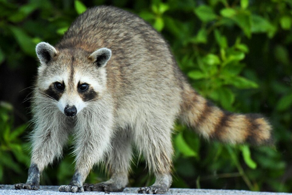 Animal mammal nature