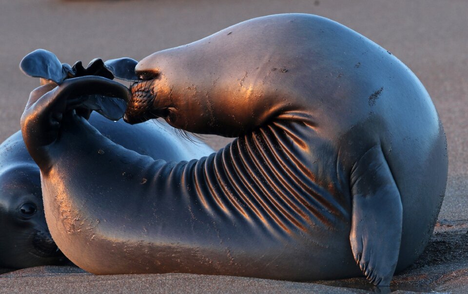 Marine wildlife nature