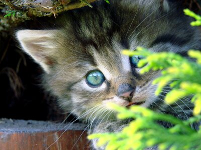Domestic cat tiger kitten photo