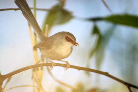 Twig tail wildlife