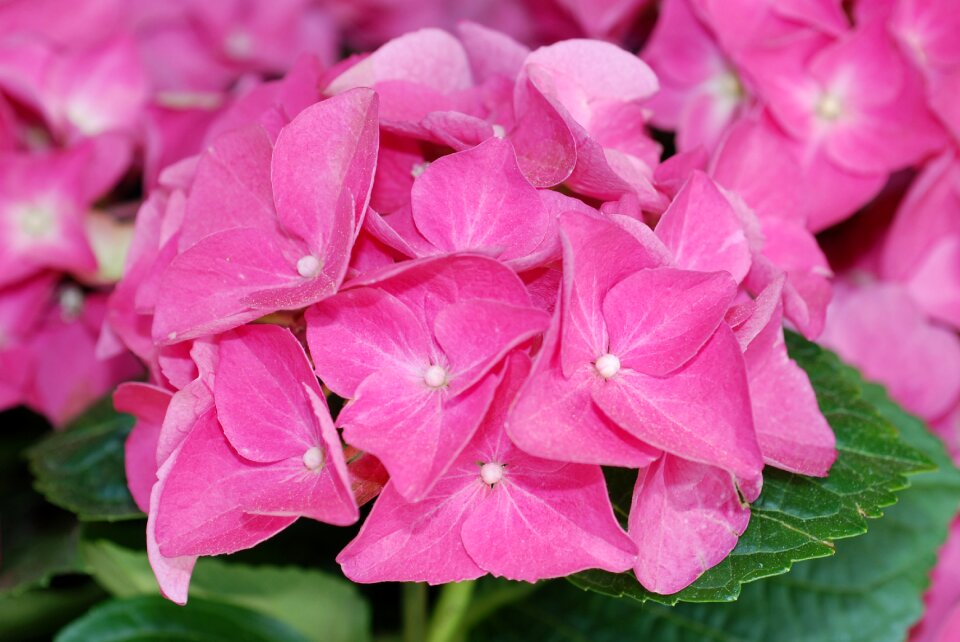 Plant hydrangea flower ball
