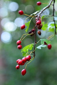 Serene red berries bokeh photo