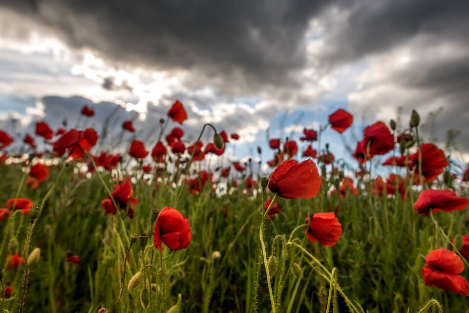 Red spring summer