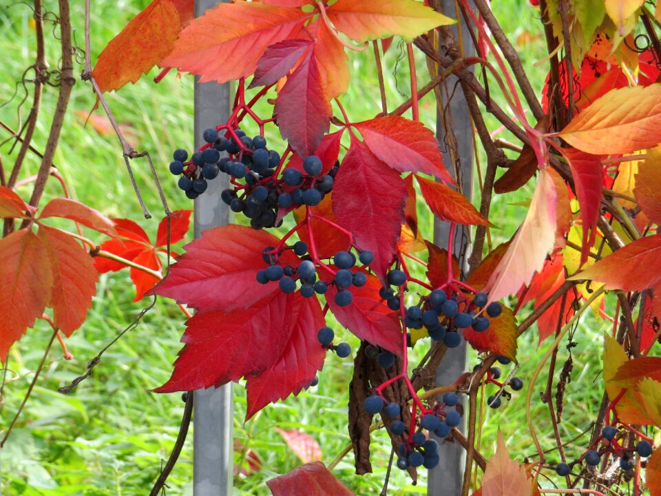 Red leaves nature red green