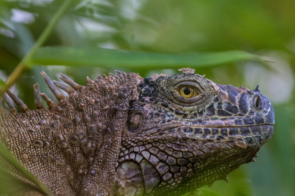 Scale dragon head photo