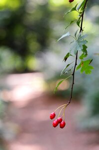 Serene red berries bokeh