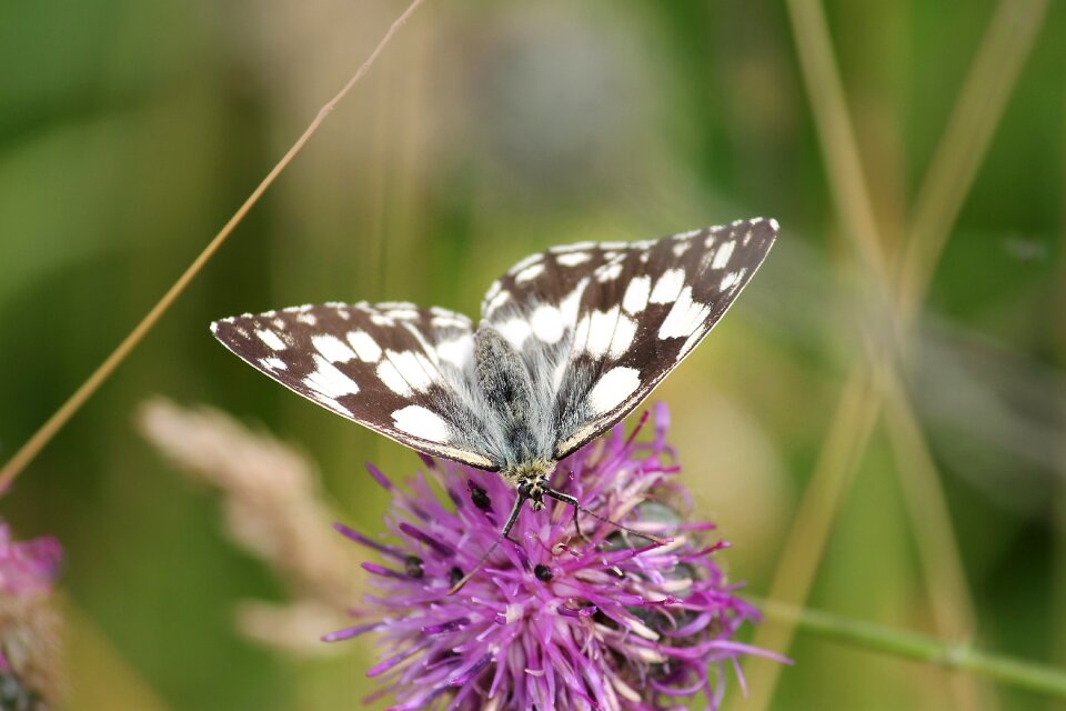 Women's board satyrinae butterflies