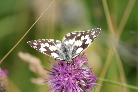 Women's board satyrinae butterflies