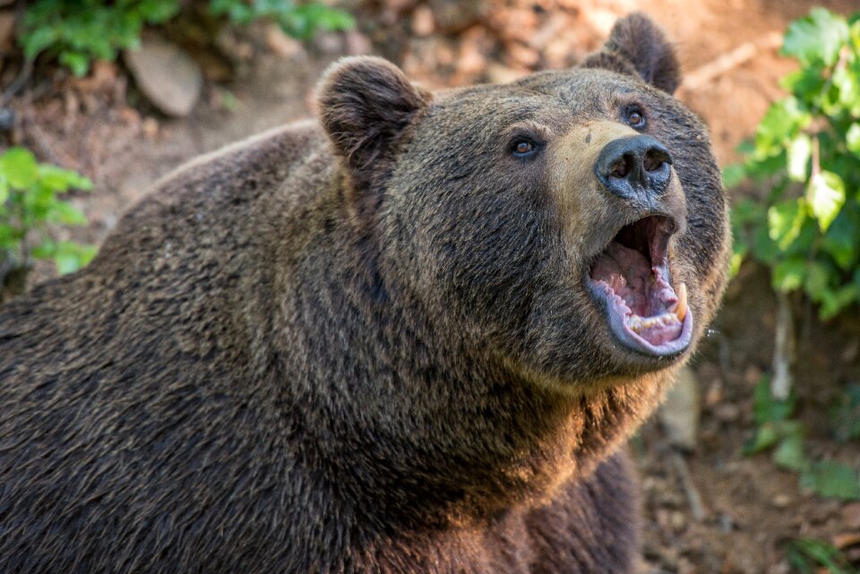 Beast teddy bear hairy