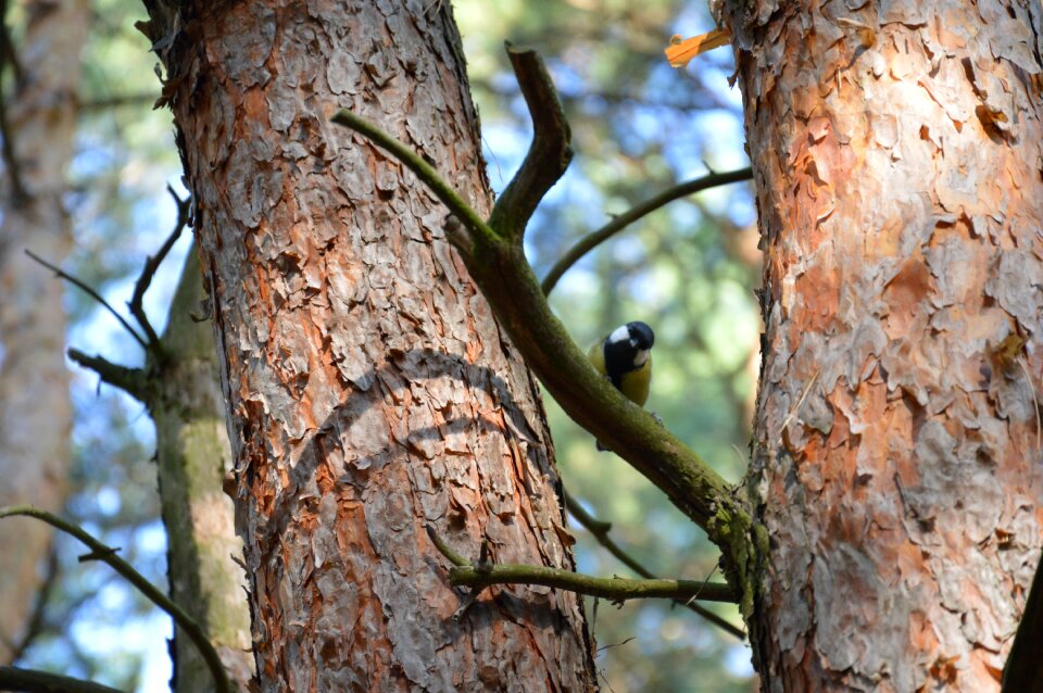 Bird nature forest photo