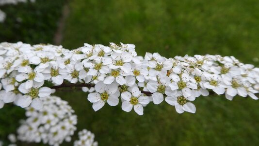 Spring bush romance