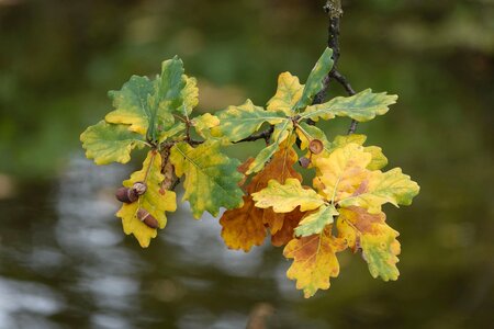 Plant botany nature