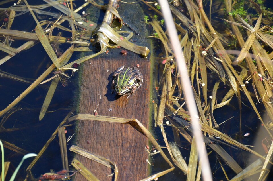 Water polo pond nature