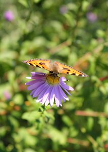 Nature insect flower photo