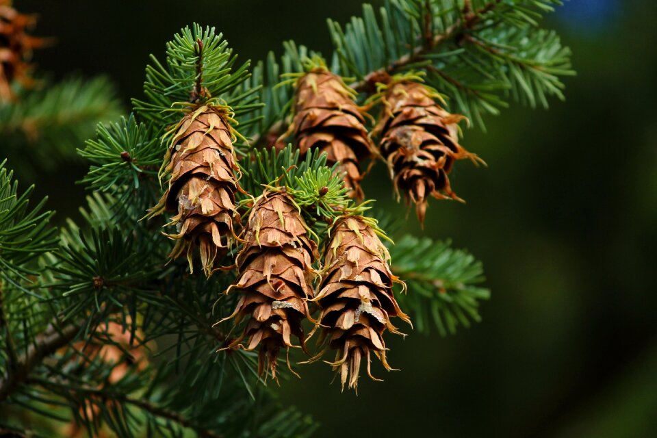Douglas spruce conifer douglas pine
