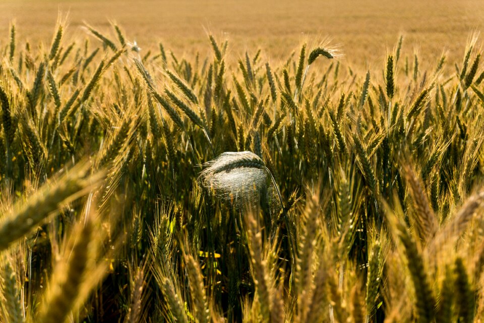 Agriculture ear arable