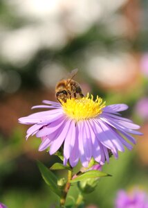 Insect butterfly flower