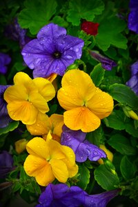 Petunia purple flowering botany photo