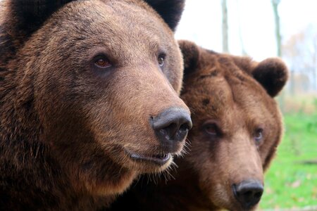 Bears hairy dangerous