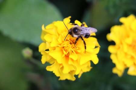 Macro bloom garden photo