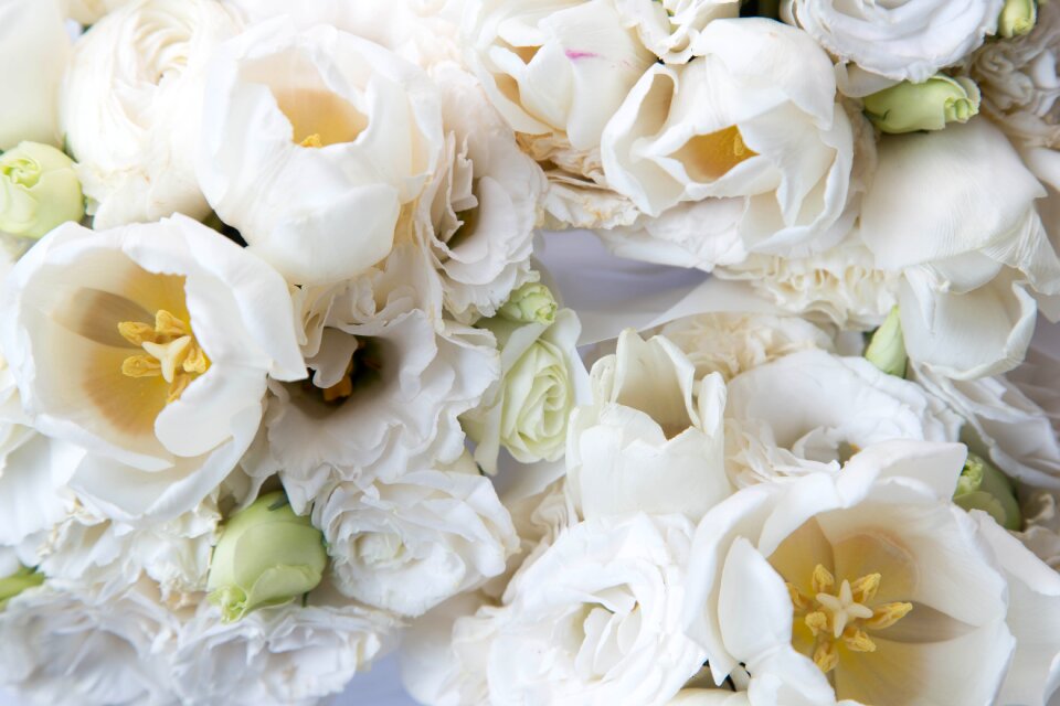 Novel petals romantic