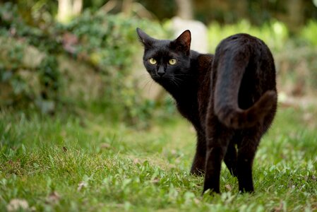 Domestic cat pets animal