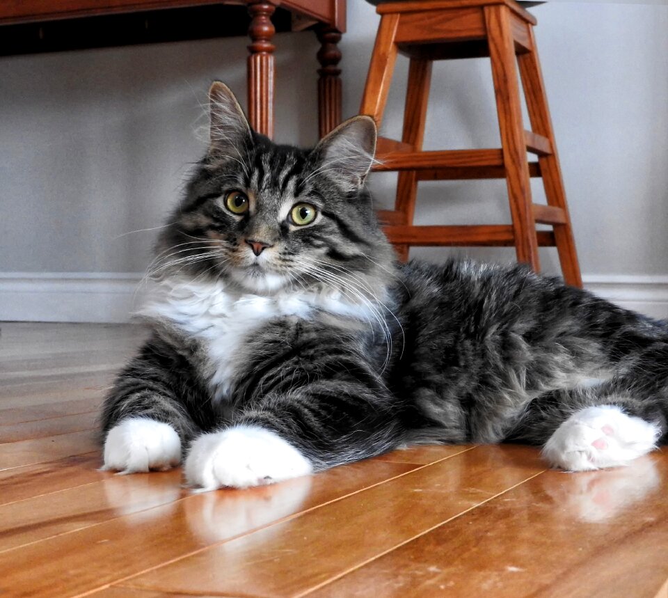Domestic feline cute