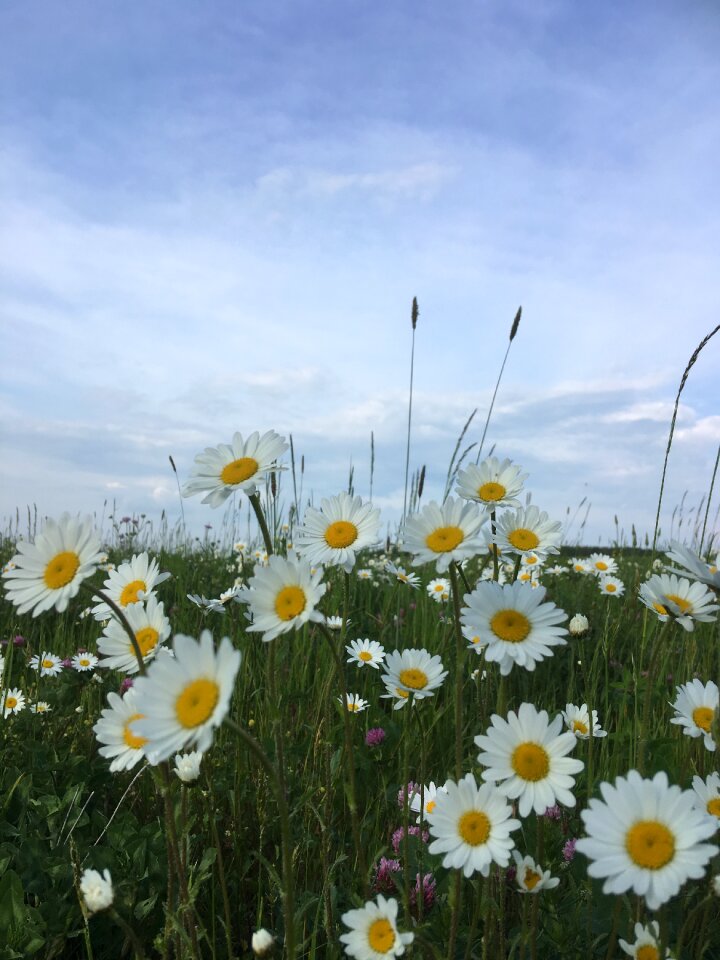 White plant summer