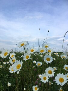 White plant summer