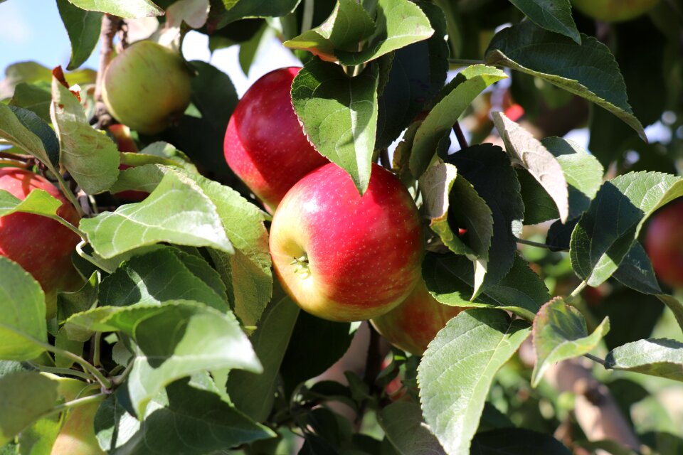 Rustic vermont orchard