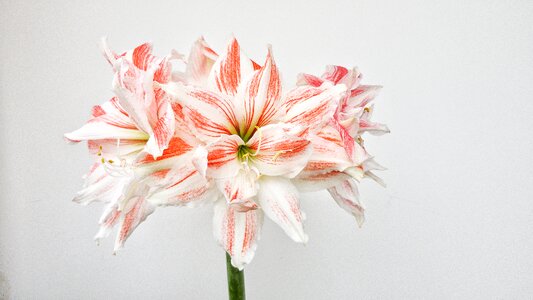 Plant bulbous indoor photo